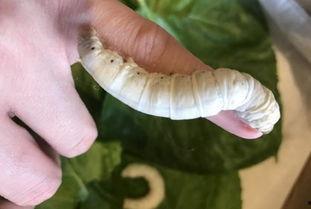 娱乐吃瓜酱蚕宝宝,揭秘娱乐圈那些不为人知的幕后故事